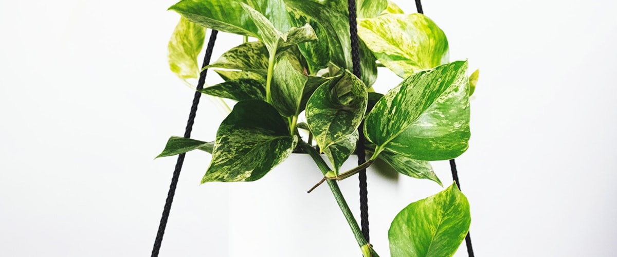 足球场航拍视角 - 绿茵场与看台全景